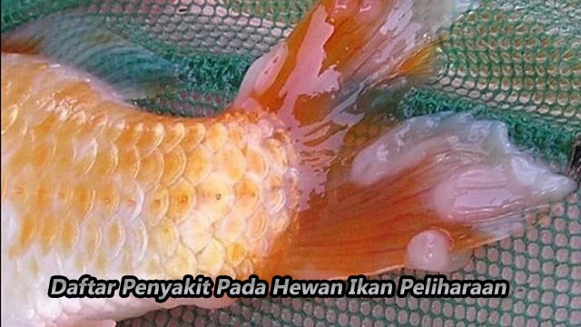 Daftar Penyakit Pada Hewan Ikan Peliharaan