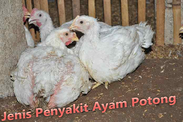 Jenis Penyakit Ayam Potong