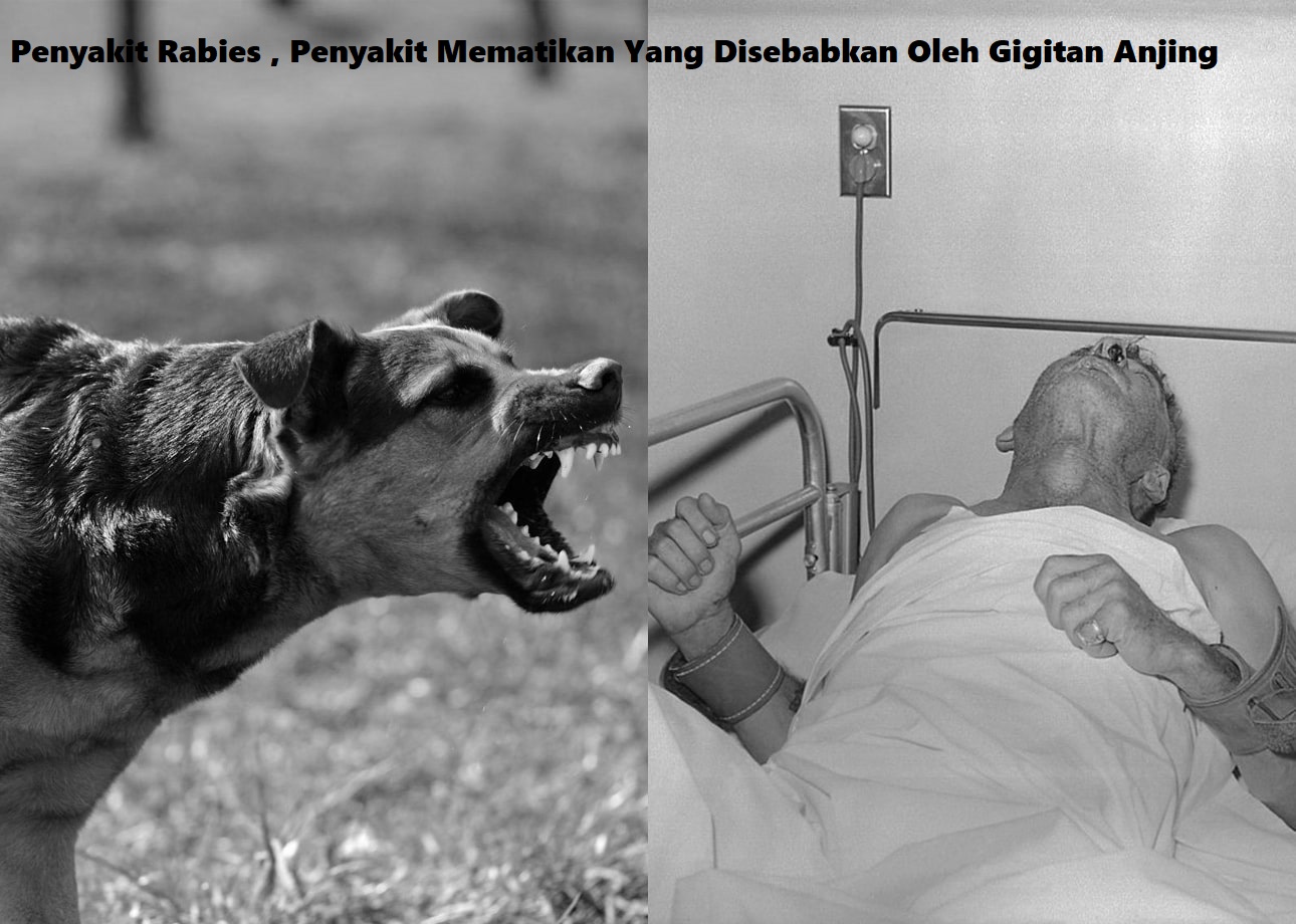 Penyakit Rabies , Penyakit Mematikan Yang Disebabkan Oleh Gigitan Anjing