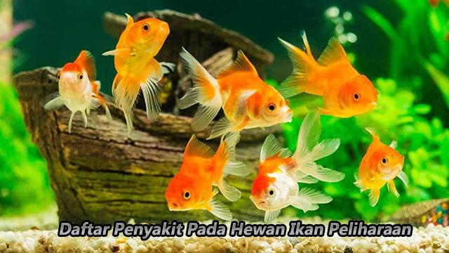 Daftar Penyakit Pada Hewan Ikan Peliharaan